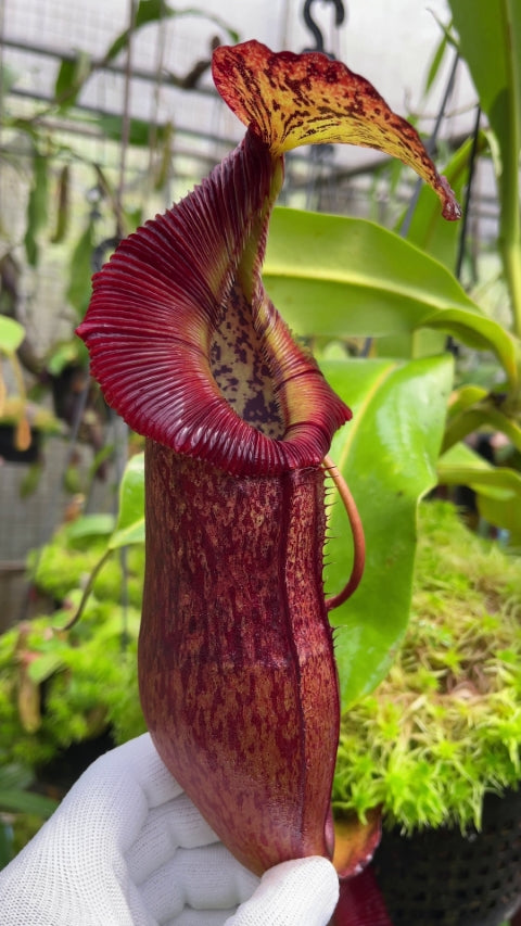 N. singalana x (burbidgeae x edwardsiana) – assorted clones: BE-3984 *Pre-Order*