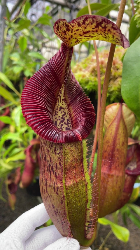 N. singalana x (burbidgeae x edwardsiana) – assorted clones: BE-3984 *Pre-Order*