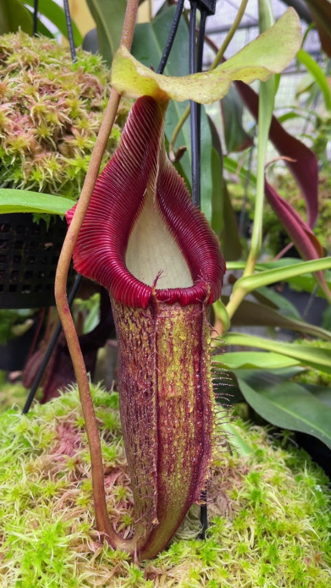 N. singalana x (burbidgeae x edwardsiana) – assorted clones: BE-3984 *Pre-Order*