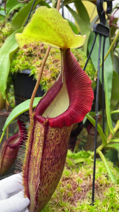 N. singalana x (burbidgeae x edwardsiana) – assorted clones: BE-3984 *Pre-Order*