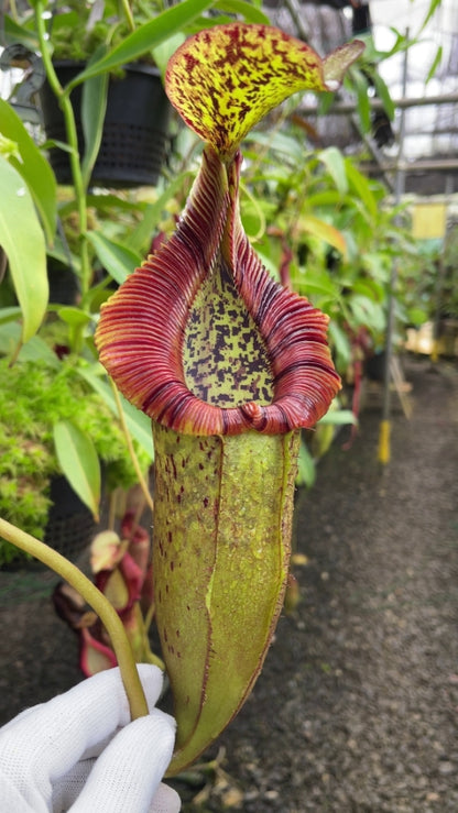 N. singalana x (burbidgeae x edwardsiana) – assorted clones: BE-3984 *Pre-Order*