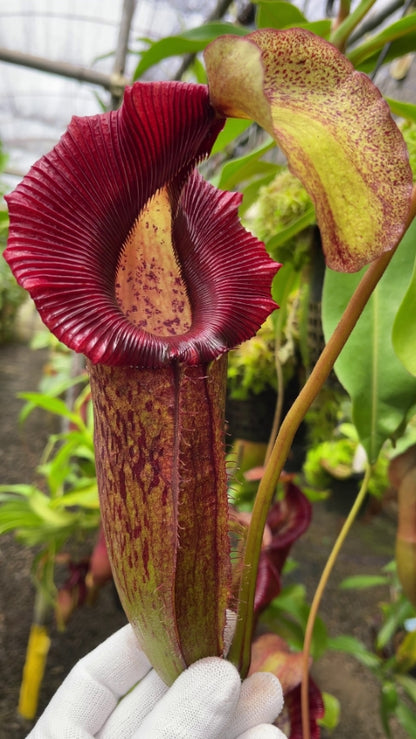 N. singalana x (burbidgeae x edwardsiana) – assorted clones: BE-3984 *Pre-Order*