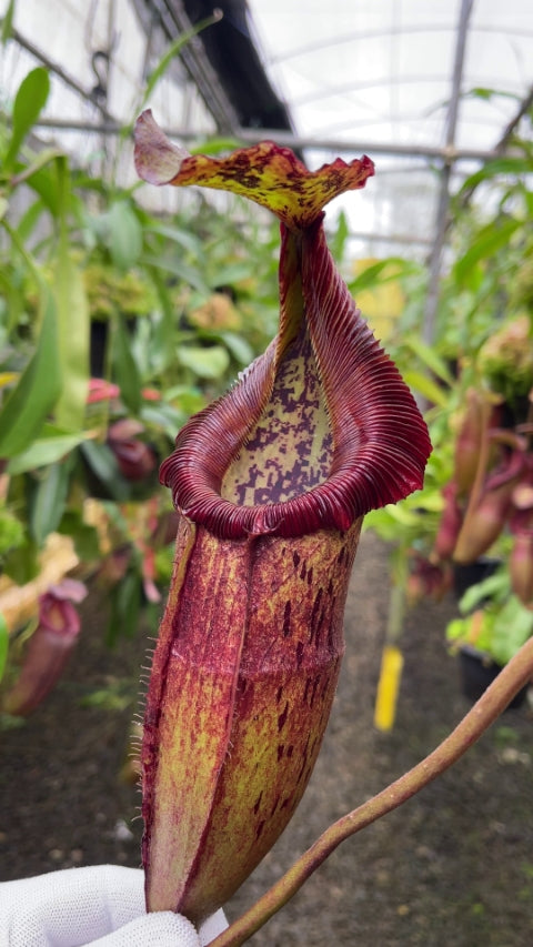 N. singalana x (burbidgeae x edwardsiana) – assorted clones: BE-3984 *Pre-Order*
