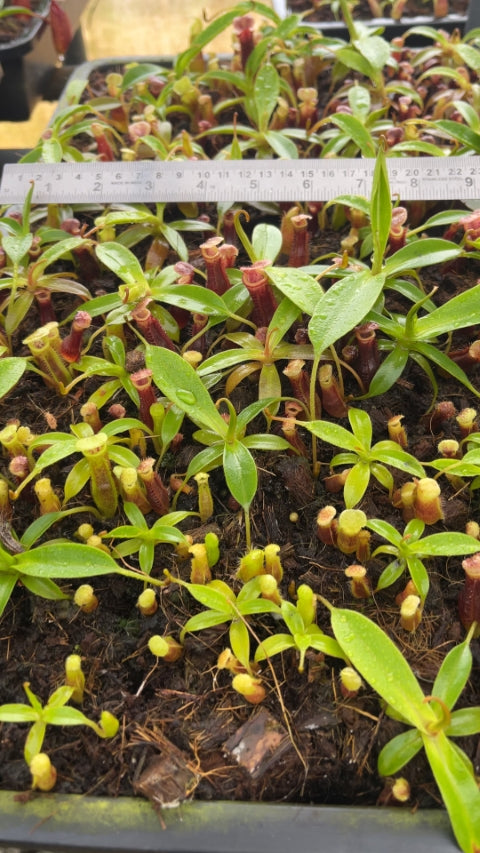 N. singalana x (burbidgeae x edwardsiana) – assorted clones: BE-3984 *Pre-Order*