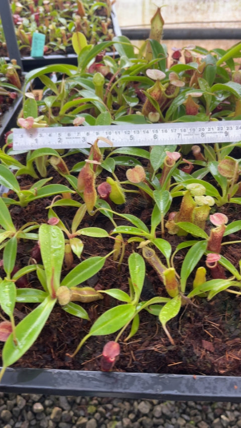 N. singalana x (burbidgeae x edwardsiana) – assorted clones: BE-3984 *Pre-Order*