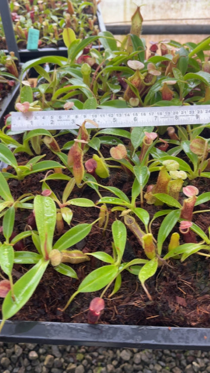 N. singalana x (burbidgeae x edwardsiana) – assorted clones: BE-3984 *Pre-Order*