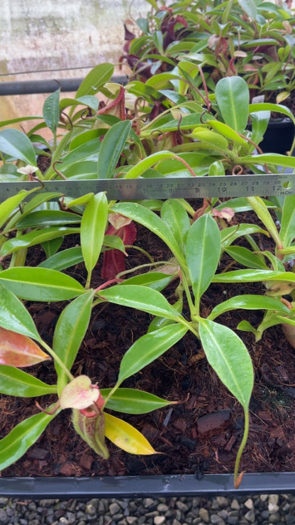 N. singalana x (burbidgeae x edwardsiana) – assorted clones: BE-3984 *Pre-Order*