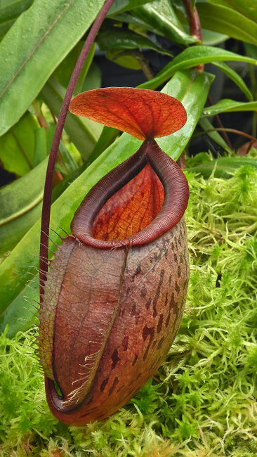 N. (hamata x glabrata) x tenuis – assorted clones: BE-3985