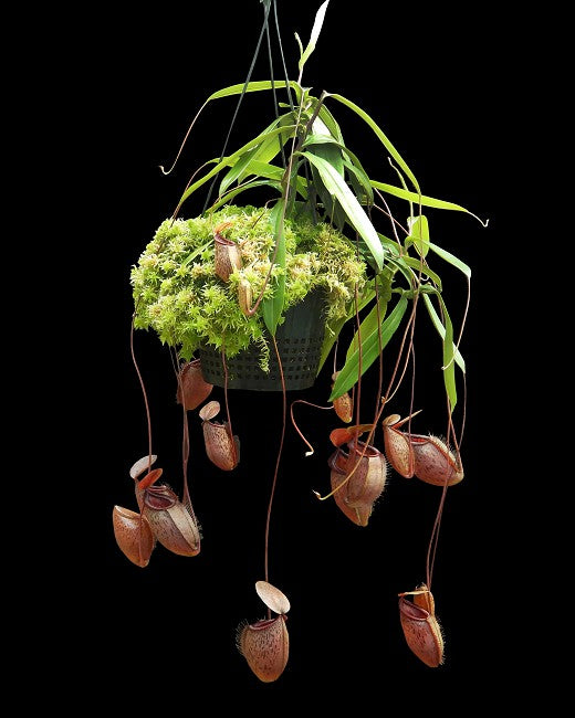 N. (hamata x glabrata) x tenuis – assorted clones: BE-3985 *Pre-Order*