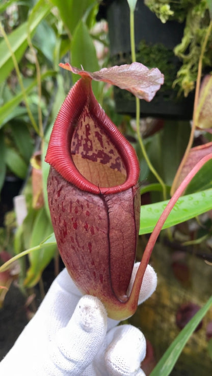 N. singalana x tenuis – assorted clones: BE-3988