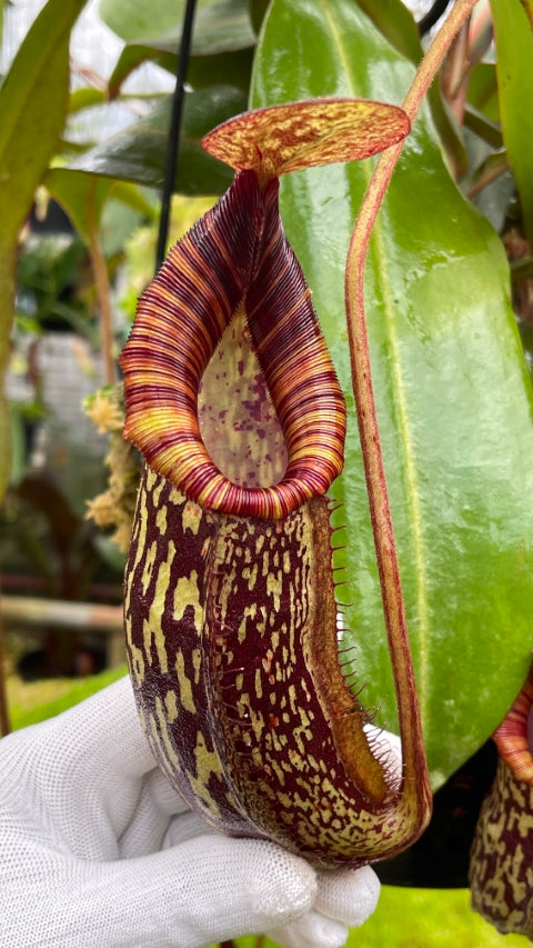 N. spectabilis x bongso - best selected clone: BE-3991 *Pre-Order*
