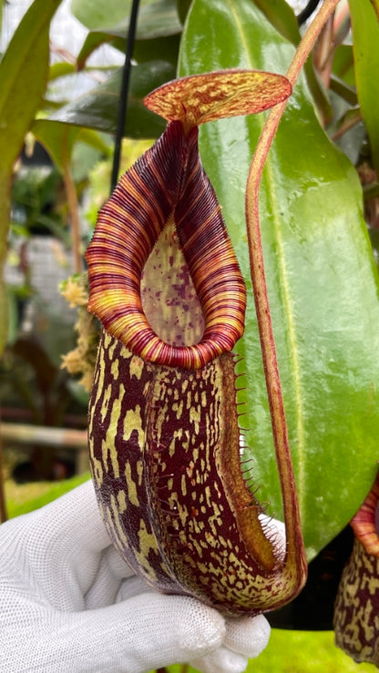 N. spectabilis x bongso - best selected clone: BE-3991 *Pre-Order*