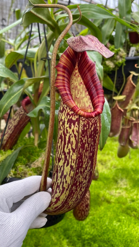 N. spectabilis x bongso - best selected clone: BE-3991 *Pre-Order*