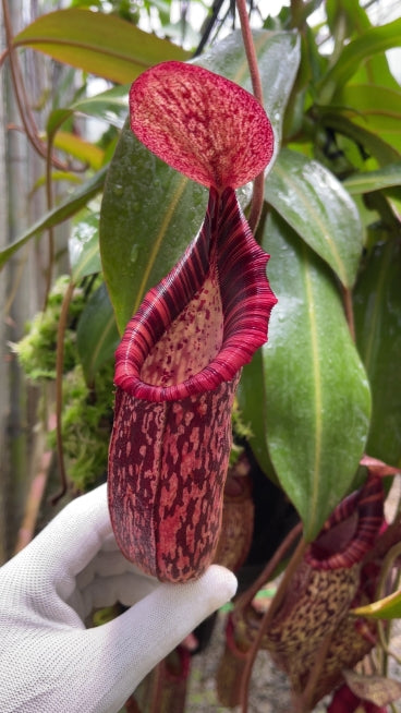N. spectabilis x bongso - best selected clone: BE-3991 *Pre-Order*