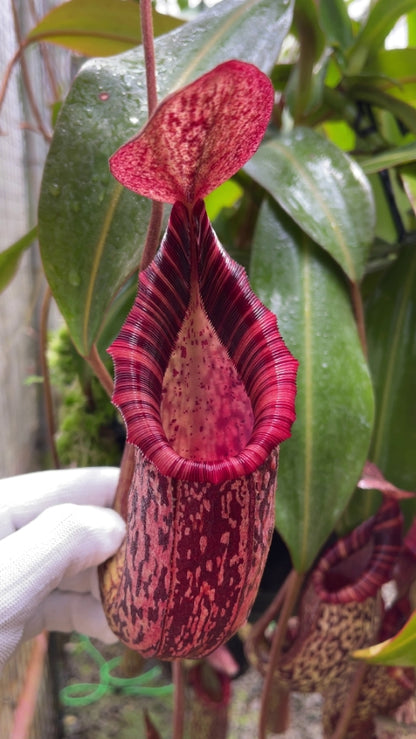 N. spectabilis x bongso - best selected clone: BE-3991 *Pre-Order*