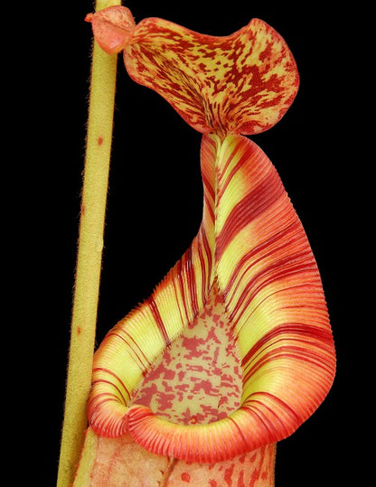 N. (veitchii x mira) x (burbidgeae x edwardsiana) - assorted clones: BE-3992 *Pre-Order*