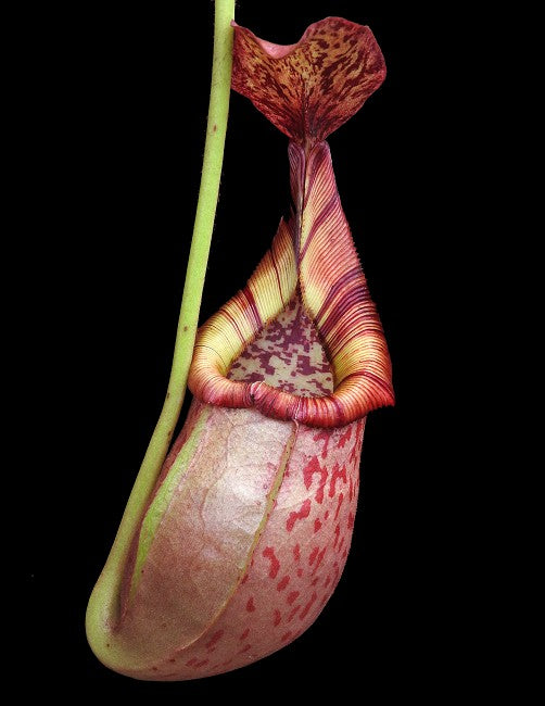 N. (veitchii x mira) x (burbidgeae x edwardsiana) - assorted clones: BE-3992 *Pre-Order*
