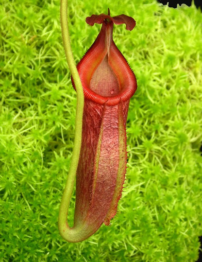 N. (veitchii x mira) x (burbidgeae x edwardsiana) - assorted clones: BE-3992 *Pre-Order*