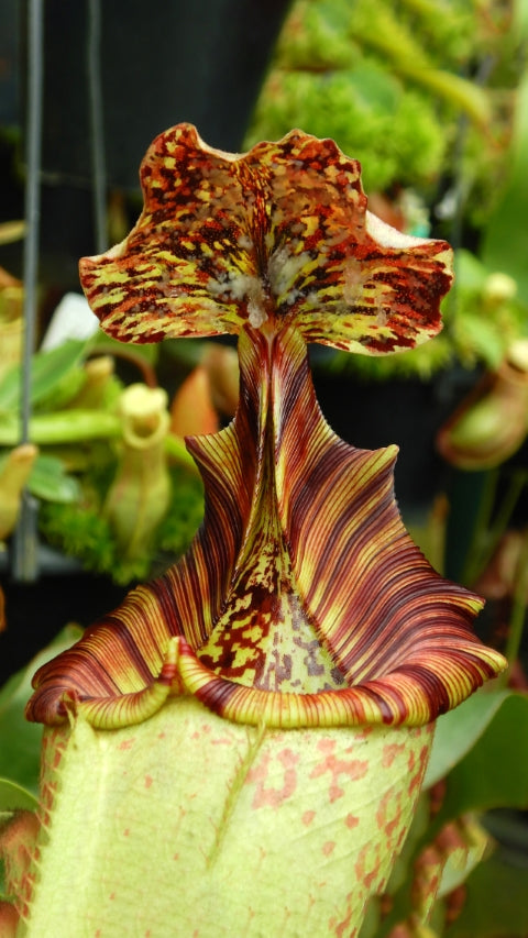 N. burbidgeae x (veitchii x lowii) - assorted clones: BE-3993