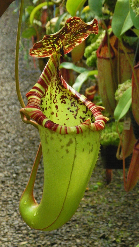 N. burbidgeae x (veitchii x lowii) - assorted clones: BE-3993 *Pre-Order*