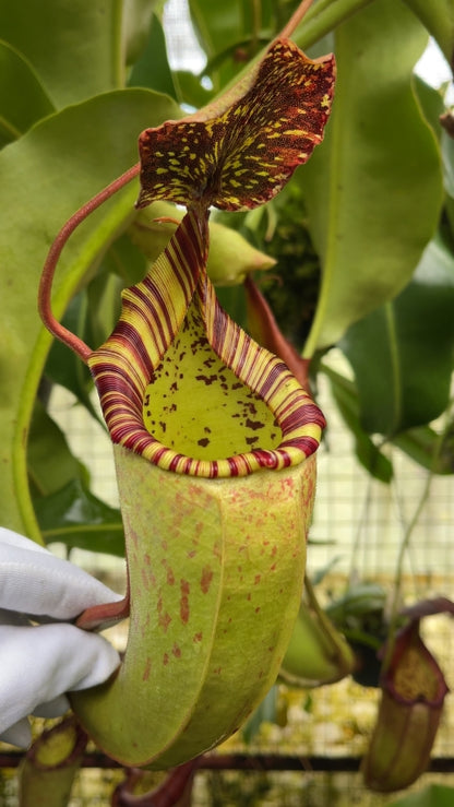 N. burbidgeae x (veitchii x lowii) - assorted clones: BE-3993 *Pre-Order*