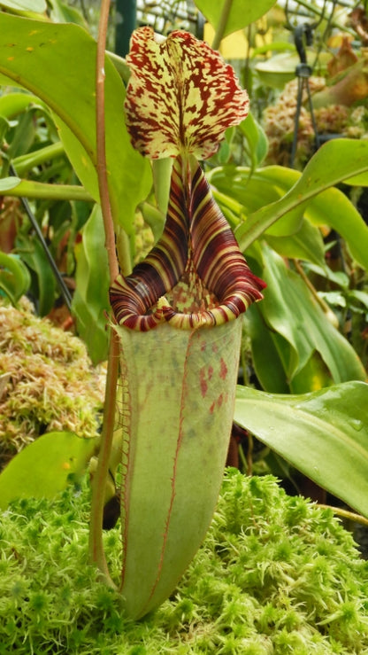 N. burbidgeae x (veitchii x lowii) - assorted clones: BE-3993 *Pre-Order*