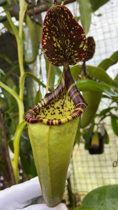 N. burbidgeae x (veitchii x lowii) - assorted clones: BE-3993 *Pre-Order*