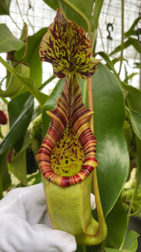 N. burbidgeae x (veitchii x lowii) - assorted clones: BE-3993 *Pre-Order*