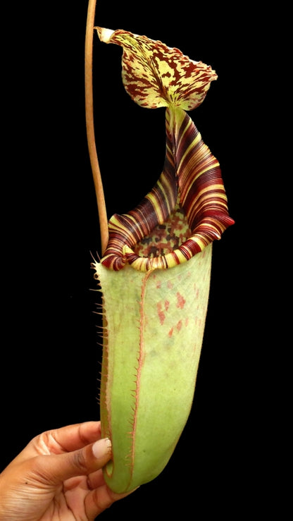 N. burbidgeae x (veitchii x lowii) - assorted clones: BE-3993 *Pre-Order*