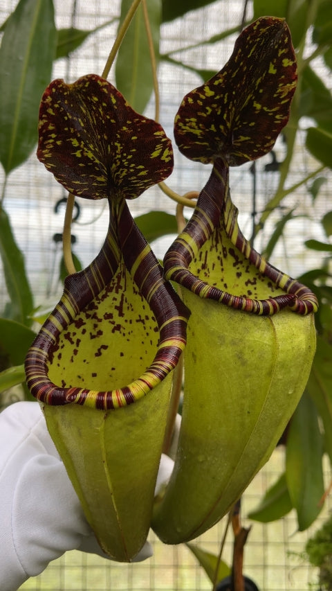 N. burbidgeae x (veitchii x lowii) - assorted clones: BE-3993 *Pre-Order*