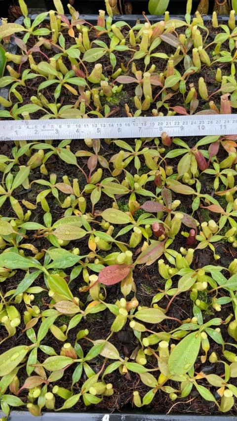 N. burbidgeae x (veitchii x lowii) - assorted clones: BE-3993 *Pre-Order*