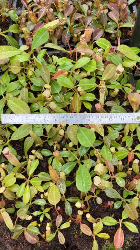 N. burbidgeae x (veitchii x lowii) - assorted clones: BE-3993 *Pre-Order*