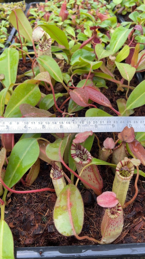 N. burbidgeae x (veitchii x lowii) - assorted clones: BE-3993 *Pre-Order*