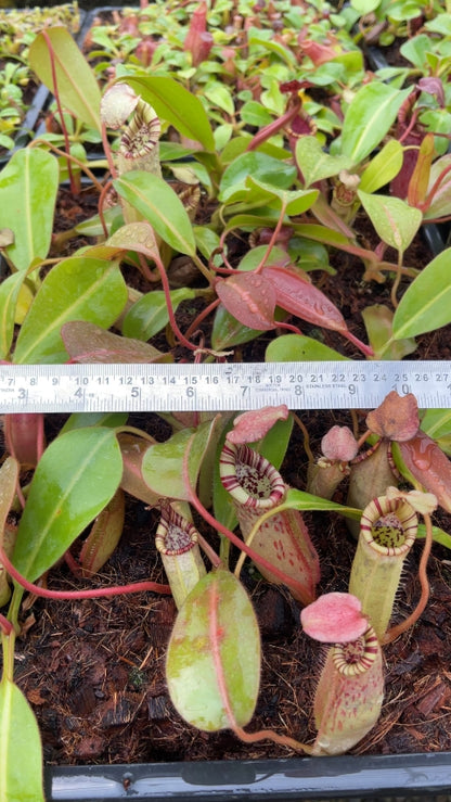 N. burbidgeae x (veitchii x lowii) - assorted clones: BE-3993 *Pre-Order*