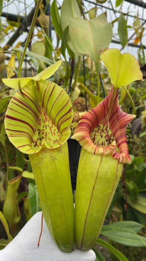 N. robcantleyi x ovata – best selected clone: BE-3996