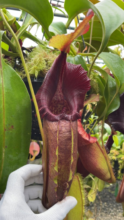 N. robcantleyi x ovata – best selected clone: BE-3996 *Pre-Order*