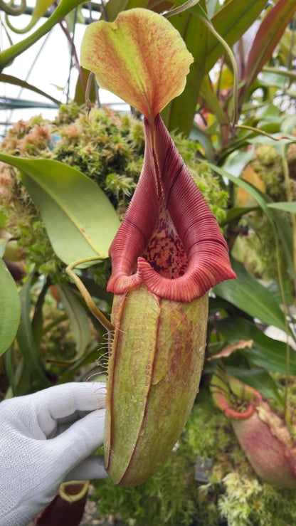 N. robcantleyi x ovata – best selected clone: BE-3996 *Pre-Order*