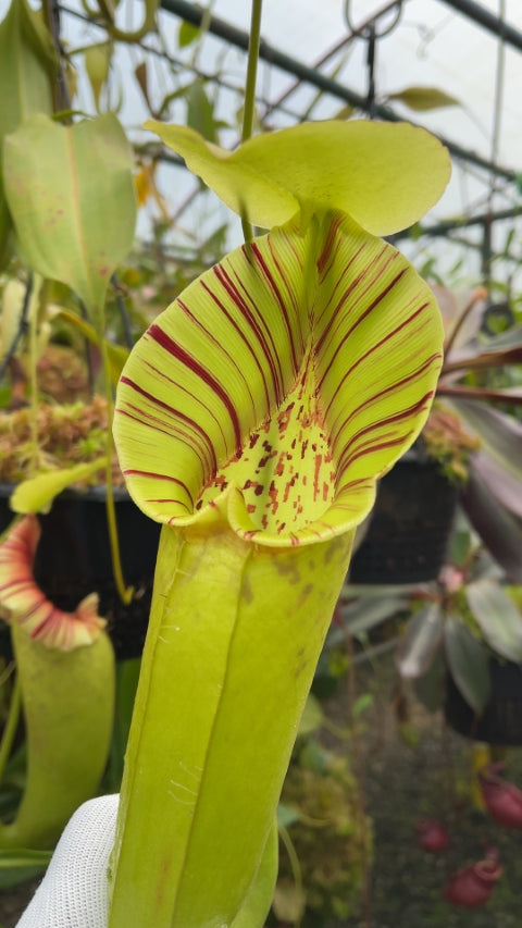 N. robcantleyi x ovata – best selected clone: BE-3996 *Pre-Order*