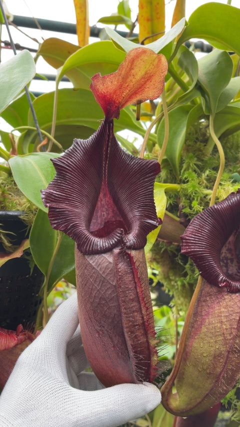 N. robcantleyi x ovata – best selected clone: BE-3996 *Pre-Order*