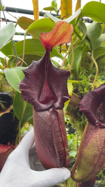 N. robcantleyi x ovata – best selected clone: BE-3996 *Pre-Order*