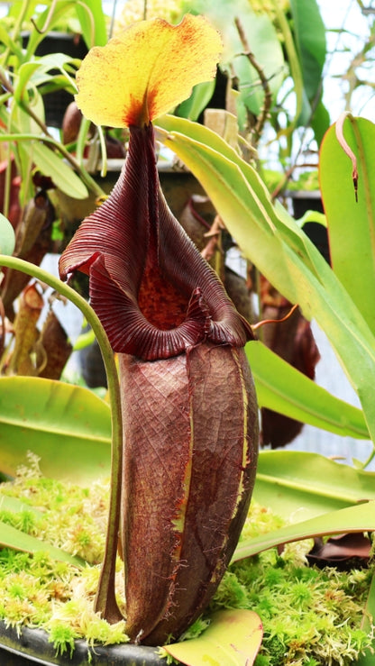 N. robcantleyi x ovata – best selected clone: BE-3996 *Pre-Order*