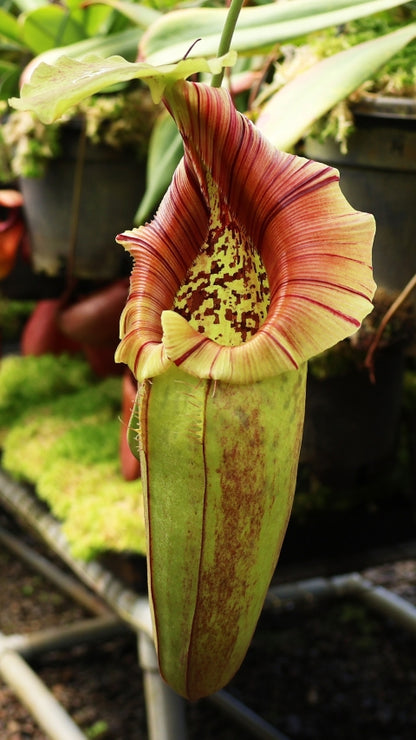 N. robcantleyi x ovata – best selected clone: BE-3996 *Pre-Order*