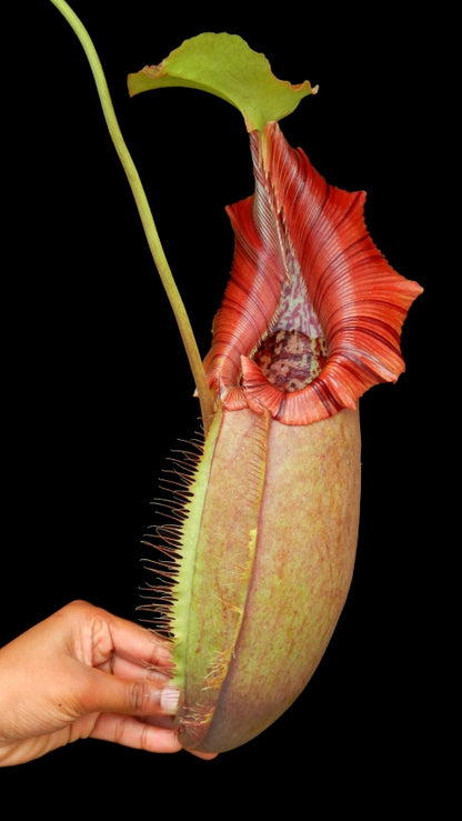 N. robcantleyi x ovata – best selected clone: BE-3996 *Pre-Order*