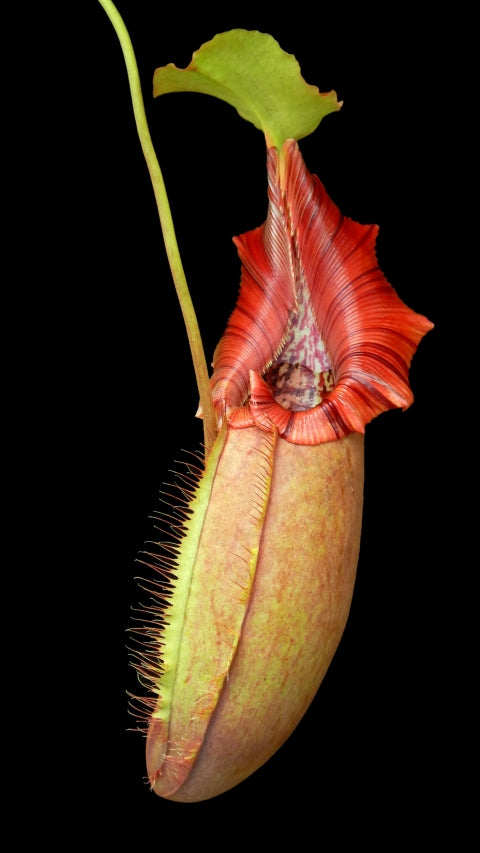 N. robcantleyi x ovata – best selected clone: BE-3996 *Pre-Order*