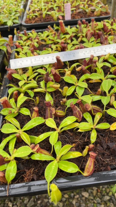 N. robcantleyi x ovata – best selected clone: BE-3996 *Pre-Order*