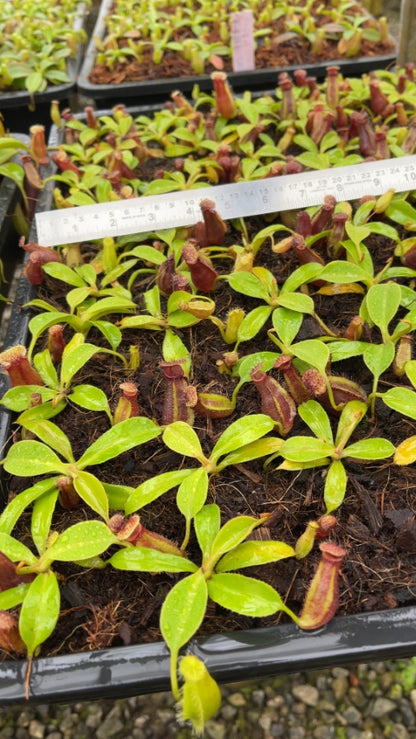 N. robcantleyi x ovata – best selected clone: BE-3996 *Pre-Order*