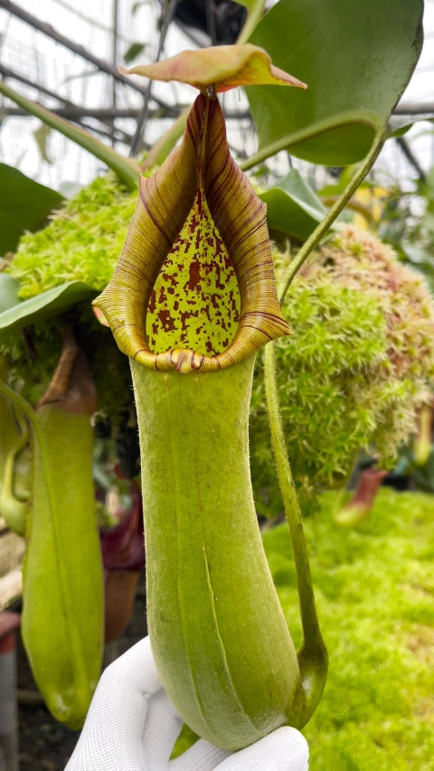 N. truncata – Singapore Botanic Gardens: BE-4001
