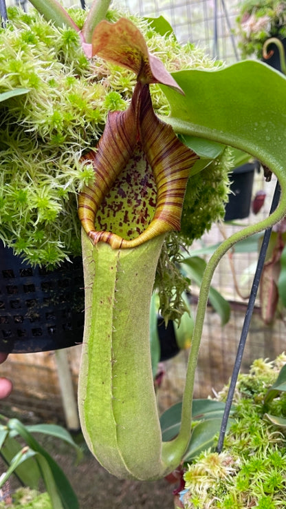 N. truncata - SBG: BE-4001 *Pre-Order*
