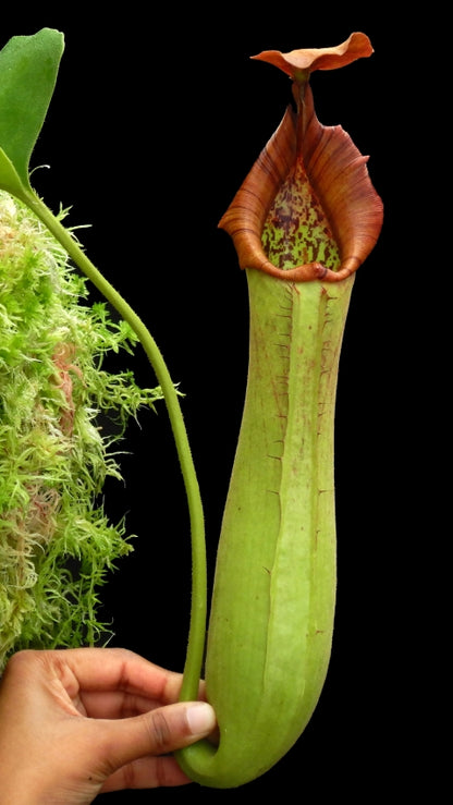 N. truncata - SBG: BE-4001 *Pre-Order*