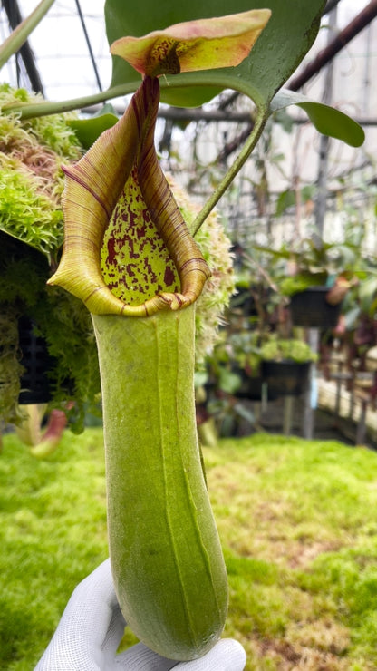 N. truncata - SBG: BE-4001 *Pre-Order*